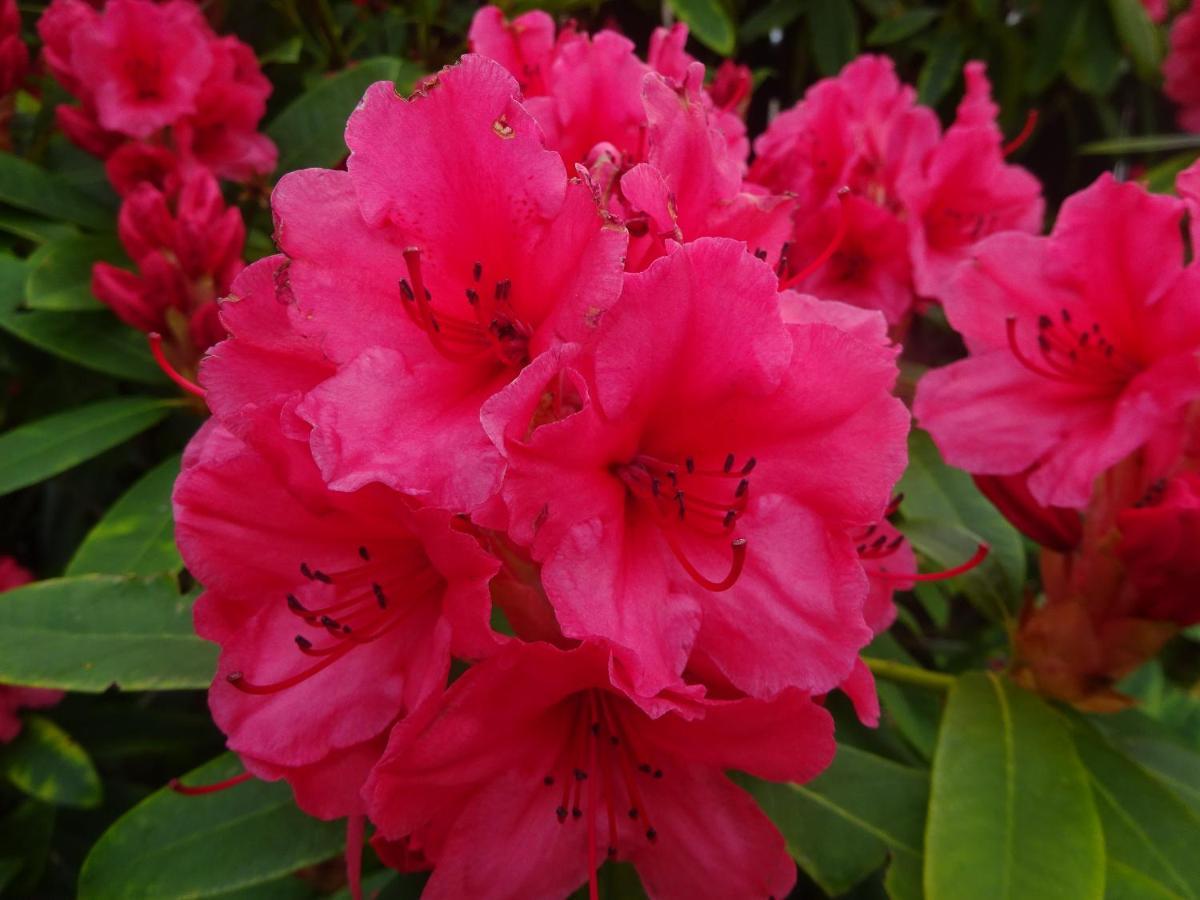 Culliss House Bed & Breakfast Inverness